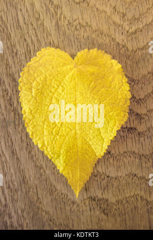 Heart shaped leaf on close-up. Yellow leaf of Sparmannia africana on a old oak table. France. Stock Photo
