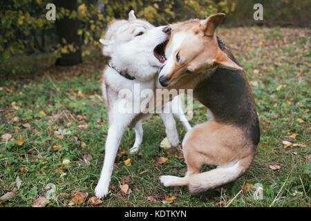 Two Husky dogs and a pooch play and fight in the fresh air Stock Photo