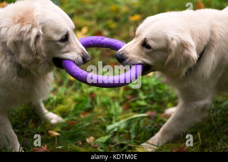 two golden retriever dogs playing with a toy together in autumn. Stock Photo