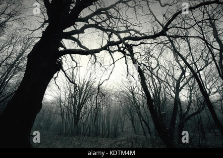 Dead dark winter tree in the forest. Nature in woods. Black and white picture. Stock Photo