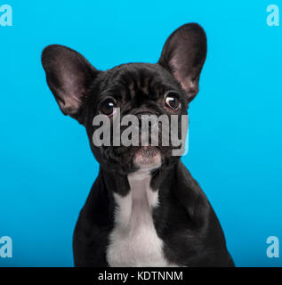 French Bulldog puppy (3 months old), headshot, blue background Stock Photo