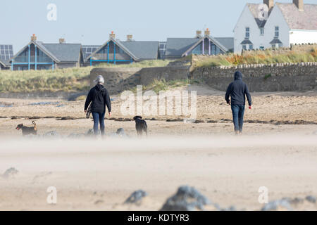 Anglesey, Wales. 16th Oct, 2017. UK Weather.  As forecasted with Yellow and Amber and the more dangerous Red warnings by the Met Office Hurricane Ophelia will begins to make landfall to most western parts of the UK including Wales bring storm weather and sea surges as this couple walking their dogs on Rhosneigr Beach on Anglesey discovered with blowing sands and high winds