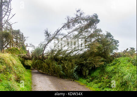 Schull, Ireland 16th Oct, 2017. Ex-Hurricane Ophelia caused widespread structural damage when she hit Ireland on Monday. This fallen tree is near Schull. Credit: Andy Gibson/Alamy Live News. Stock Photo