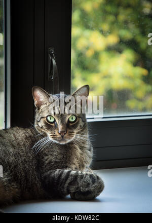 A black and grey tabby cat with green eyes sits on a window sill, looking at the camera Stock Photo