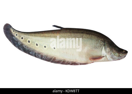 Spotted knifefish or chitala ornata isolated on whire background Stock Photo