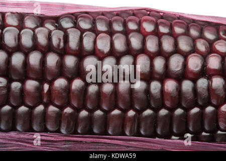 purple corn isolated on white background Stock Photo