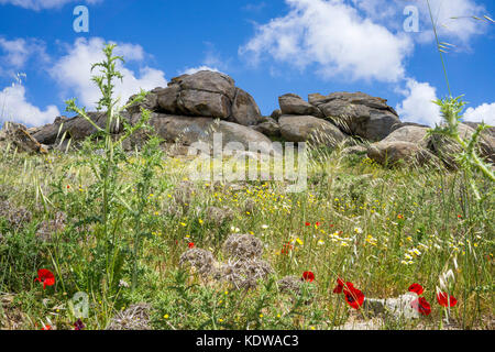 Wildblumen und Klatschmohn (Papaver rhoeas) vor Felsen in der Inselmitte, Mykonos, Kykladen, Aegaeis, Griechenland, Mittelmeer, Europa | Wild flowers  Stock Photo