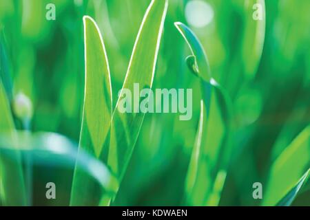 Abstract green and blue blurred gradient background with light. Nature backdrop. Vector illustration. Ecology concept for your graphic design, banner or poster Stock Vector
