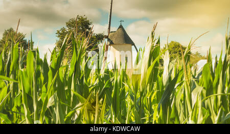 old windmill hidden behind corn cobs in France Stock Photo