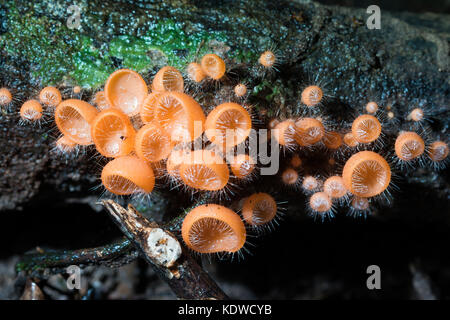 Orange burn cup or champagne mushrooms on black background, in Thailand Stock Photo