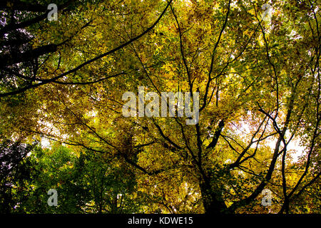 The woods near Neuschwanstein Castle, in Bavaria, Germany Stock Photo