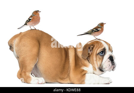 English Bulldog Puppy bottom up with two common chaffinch on head and tail, 2 months old, isolated on white Stock Photo