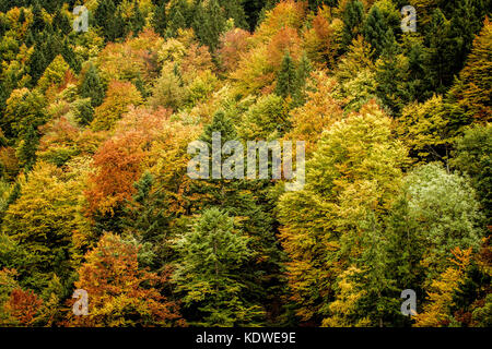 The woods near Neuschwanstein Castle, in Bavaria, Germany Stock Photo