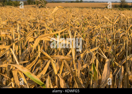 Corn field in autumn ready for harvesting Stock Photo