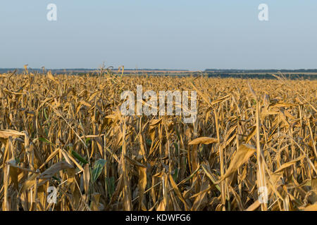 Corn field in autumn ready for harvesting Stock Photo