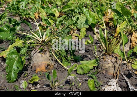 Ripe sugar beets growing on the field Stock Photo