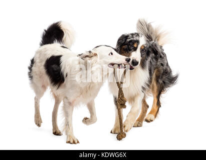 Border Collie and Australian Shepherd playing with a rope against white background Stock Photo