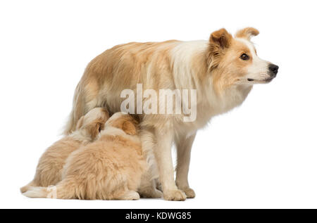 Border Collie puppies, 6 weeks old, suckling mother Border Collie, 2.5 years old, in front of white background Stock Photo