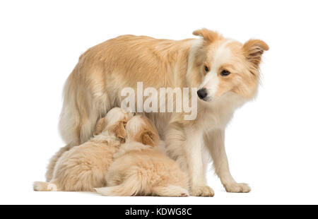 Border Collie puppies, 6 weeks old, suckling mother Border Collie, 2.5 years old, in front of white background Stock Photo