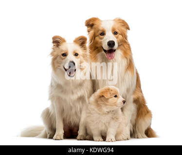 Border collie family, father, mother and puppies, sitting in front of white background Stock Photo