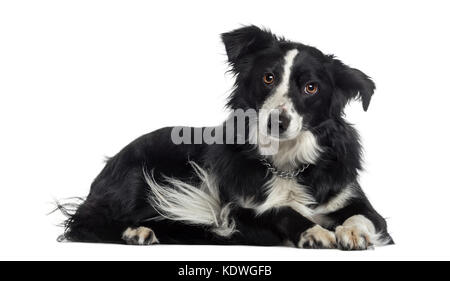 Border Collie lying down (2 years old) Stock Photo