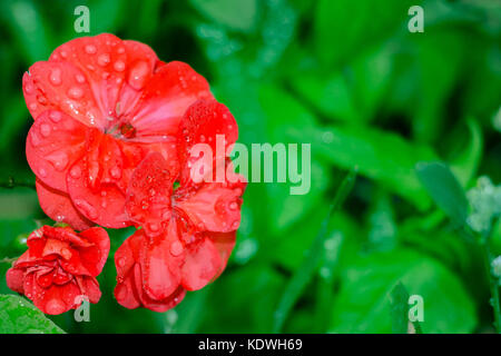 Red geranium flowers on a natural background Stock Photo