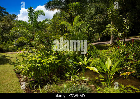 The Seychelles, Mahe, Victoria, Botanical gardens, aquatic plants in wetland garden Stock Photo