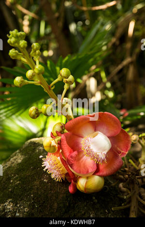 The Seychelles, Mahe, Victoria, Botanical gardens, flower of Cannonball tree, Coroupita guianceanis, Lecythidaceae family Stock Photo