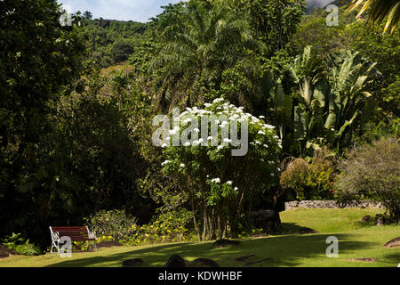 The Seychelles, Mahe, Victoria, Botanical gardens, white flowering bush Stock Photo