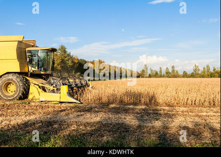 Harvesting of soybean field with combine harvester. Yellow thresher. Stock Photo