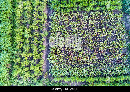 Plants of potato, beet and carrot in a field in Kursk region of Russia Stock Photo