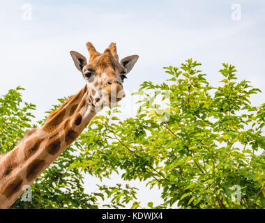 Close up of Giraffe portrait with green tree background. Stock Photo