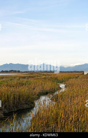 Channel in the Ladner Marshes in the Fraser River with Coat Mountains in the distance, Ladner, South Delta, British Columbia, Canada Stock Photo