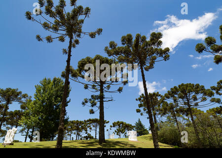 Sculptures at open-air 'Museu Felicia Leirner' museum and garden, with Brazilian pine (Araucaria angustifolia), a.k.a. parana pine, Campos do Jordao Stock Photo