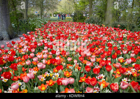 Keukenhof gardens in Holland, famed for its Spring displays of tulips, hyacinths and daffodils Stock Photo