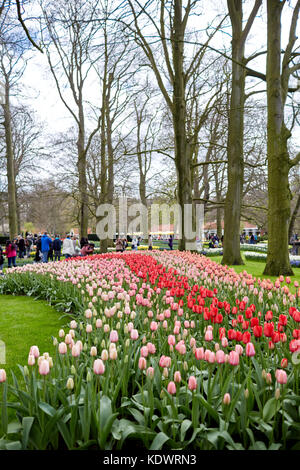 Keukenhof gardens in Holland, famed for its Spring displays of tulips, hyacinths and daffodils Stock Photo