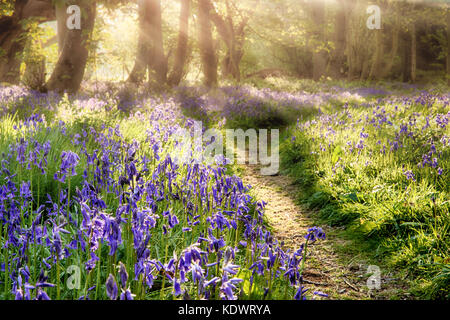 Spring bluebell path through a magical forest. Dawn sunlight coming through the misty trees Stock Photo