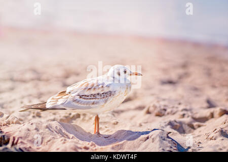 Seagull standing on the beach on a Baltic sea coast Stock Photo