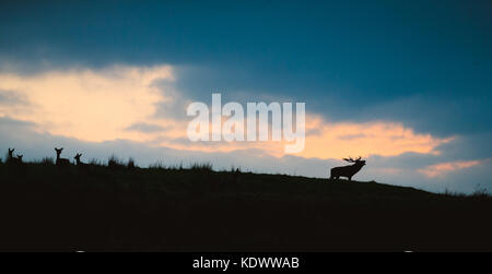 A Red Deer Stag and doe silhouetted against the evening sky in the peak district during autumn rutting season. Stock Photo