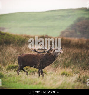 A Red Deer stag during rutting season in the peak district Stock Photo