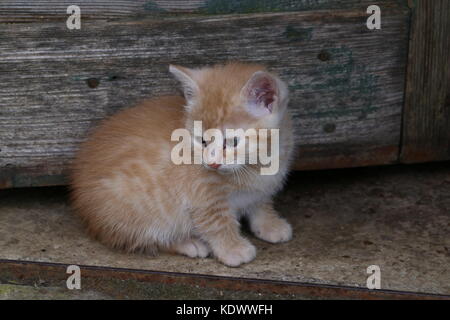 Pets / Kittens / Little kittens play / Different photos with small red-haired kittens Stock Photo