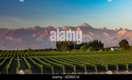 The Andes from the vineyards of the Uco Valley nr Tupungato, Mendoza Province, Argentina Stock Photo