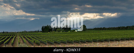 The Andes from the vineyards of the Uco Valley nr Tupungato, Mendoza Province, Argentina Stock Photo