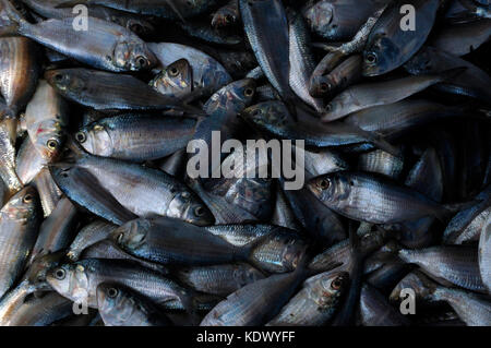 Small silver fish freshly caught and being sold by the sea in Galle Sri Lanka Stock Photo