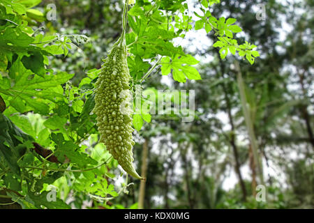 Ripening organic bitter gourd, Momordica charantia, growing in vegetable garden in Kerala, India. Both fruit and leaf have herbal medicinal properties Stock Photo