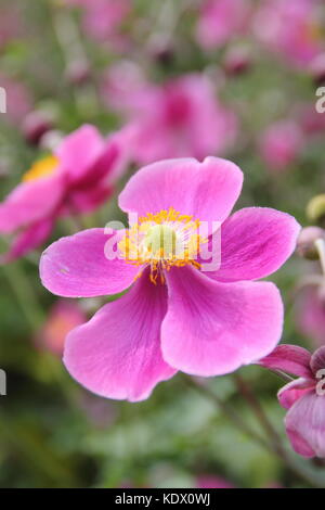 Anemone 'Hadspen Abundance', Japanese anemone, flowering in the border of an English garden in late summer, UK Stock Photo