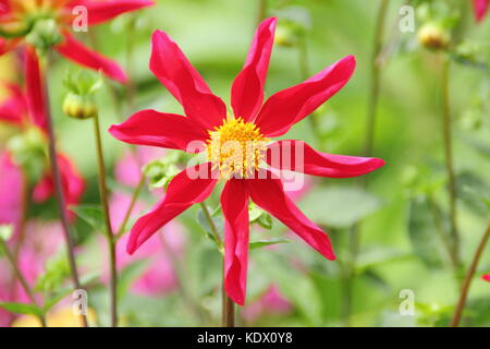 Dahlia Honka Red, an orchid style dahlia, in full bloom in the border of an English garden in late summer, UK Stock Photo