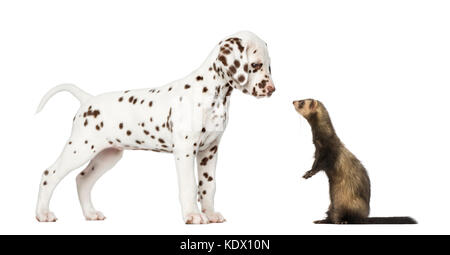 Dalmatian puppy standing and looking at a  Ferret standing on hind legs Stock Photo