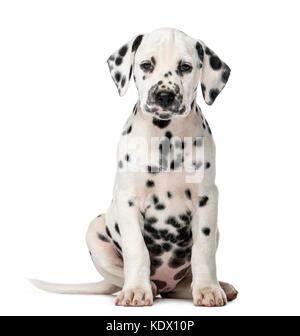 Dalmatian puppy sitting in front of a white background Stock Photo