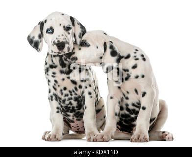 Two Dalmatian puppies cuddling in front of a white background Stock Photo